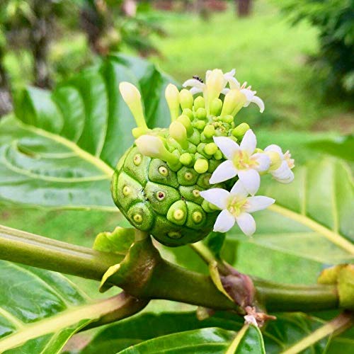 PURE FIJI Body Lotion Hydrating - Moisturizing Lotion for Dry Skin with Coconut Milk and Vitamin E, Organic Body Lotion For Women and Men, Noni Scent, 3 oz