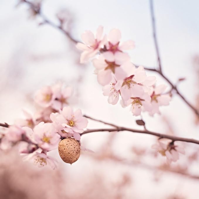 Weleda Sensitive Care Calming Face Oil, 1.7 Fluid Ounce, Plant Rich Moisturizer with Sweet Almond Oil