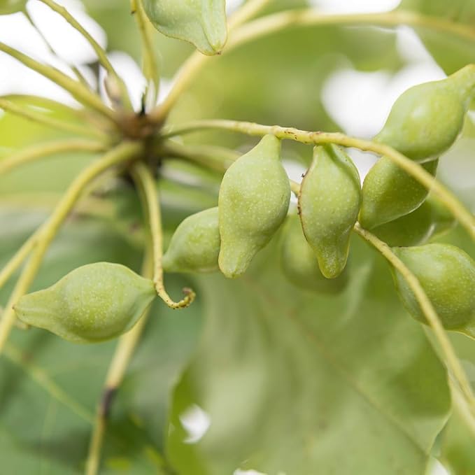 LATHER Australian Plum Night Crème, 1.8 Ounce