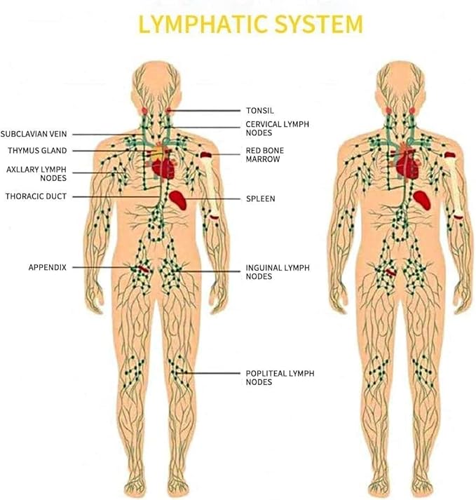 Ginger Massage Oil,Ginger Oil for Lymphatic Drainage,Massage Oil for Massage Therapy,﻿SPA Massage Oils,Relaxing Sore Muscle Massage Oil,Ginger Essential Oil for Body Massage