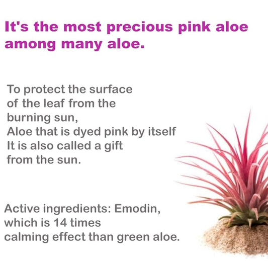 BJEWEL Korean Skincare Pink Aloe Calming Ampoule 100ml – 72-Hour Hydration With Rare Pink Aloe & Centella – Soothing Serum for Sensitive Skin With Tea Tree, Fast-Absorbing & Non-Irritating Formula