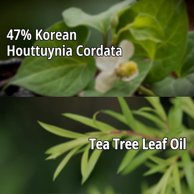 Daymellow Sheet Mask 5PACK, Houttuynia Cordata Real Ampoule Masks, Face Sheet Mask, Heartleaf, Panthenol, Tea Tree, Hydrating, Acne, Soothes, Redness, Deep Moisturizing, Korean Skincare