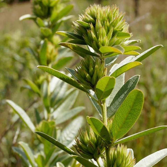 Sinesia Take a Nap | Hydra-Remedy Chrono Mask (16.9 oz) | Nourishing, Hydrating Overnight Hair Treatment | Shea Butter & Argan Conditioning Hair Mask | Repairing & Restoring Mask for Dry, Damaged Hair