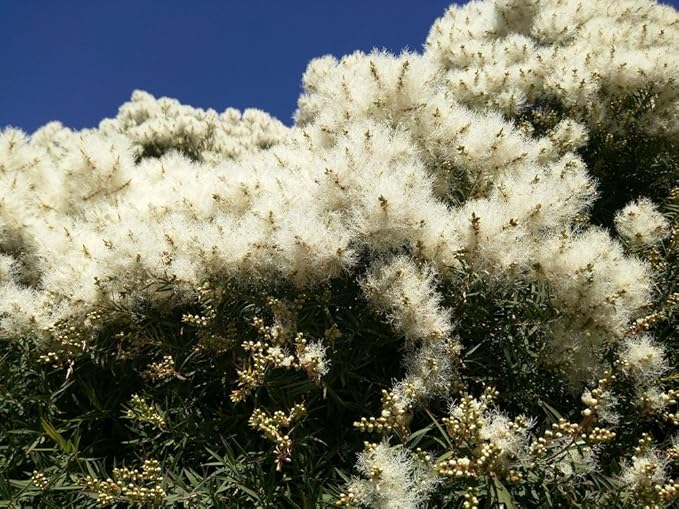 US Organic 100% Pure Tea Tree Essential Oil, Steam Distilled, USDA Certified Organic, for Hair, Skin, Scalp, Foot, Toenails, and More. Sourced from South Africa, Undiluted, Non-GMO (30 ml)