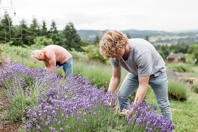 Victoria's Lavender Ultra Rich Foot Balm for Dry Cracked Feet – Cracked Heel Repair & Softener with Tea Tree Oil & Lavender – Dry Heels Treatment for Women & Men – Foot Balm Stick, 2.5 oz, 2-Pack